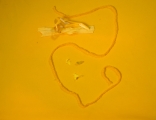 1/4 - studio per micro-quadro giallo