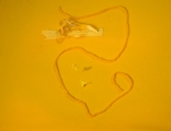 1/4 - study for yellow micro-painting